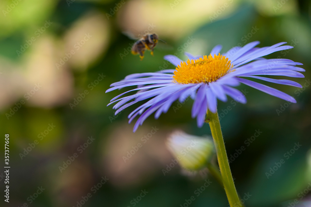 big blue daisy flower on a green background
big blue daisy flower on a green background