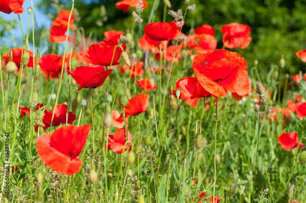 
meadow with blooming red poppies