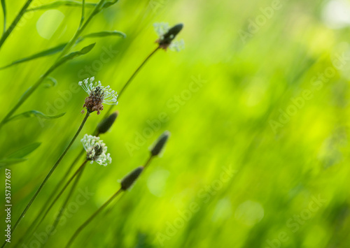  spikelets of grass on a green background