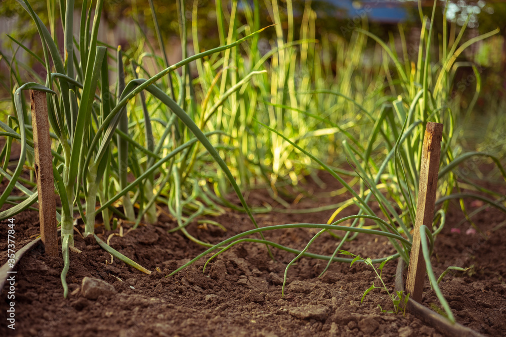 Green leek grows grows in the garden ground Green leek grows grows in the garden ground