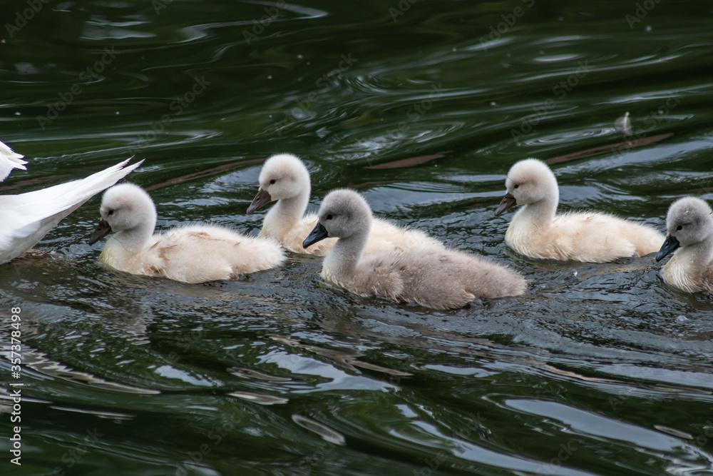 Cute swan family with little swans and fledglings escorted by a mother swan as family trip on a pond or lake with cute little biddies of a european cygnet touching, adorable and lovable wildlife Cute swan family with little swans and fledglings escorted by a mother swan as family trip on a pond or lake with cute little biddies of a european cygnet touching, adorable and lovable wildlife