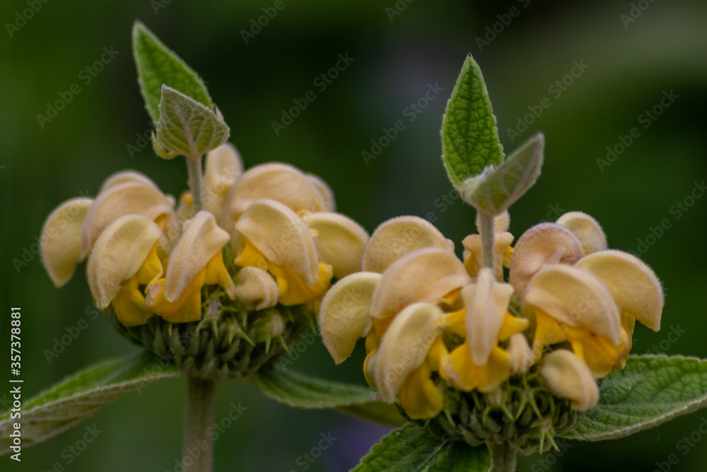 Fototapeta premium Busy bumblebee pollinating a yellow blossom in spring and summer with much copy space and a blurred background shows a clumsy bee insect during dusting and collecting pollen for honey