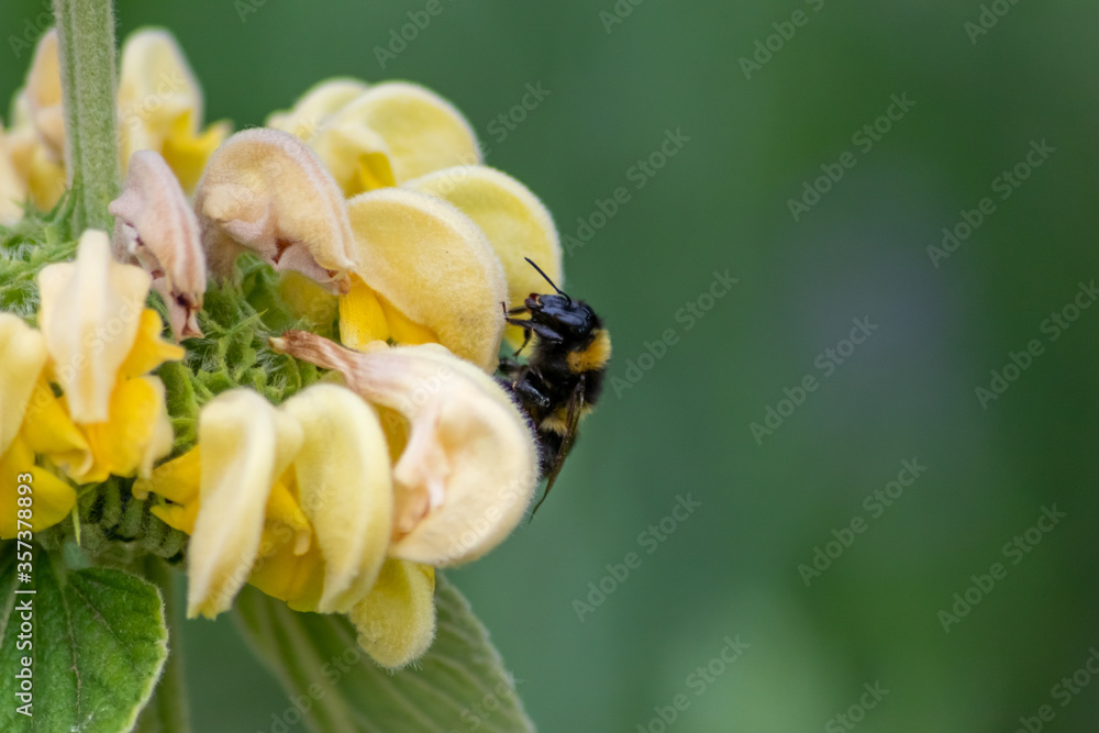 Busy bumblebee pollinating a yellow blossom in spring and summer with much copy space and a blurred background shows a clumsy bee insect during dusting and collecting pollen for honey Busy bumblebee pollinating a yellow blossom in spring and summer with much copy space and a blurred background shows a clumsy bee insect during dusting and collecting pollen for honey