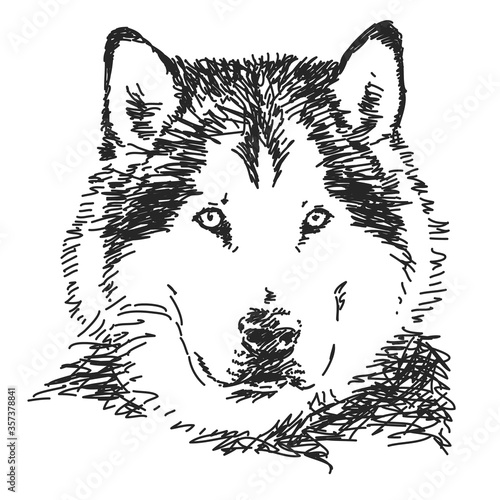 Husky dog portrait, Vector sketch, Hand drawn illustration