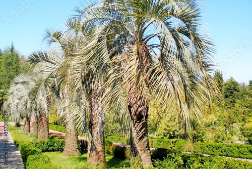 Green beautiful palm trees summer tropics sunny day