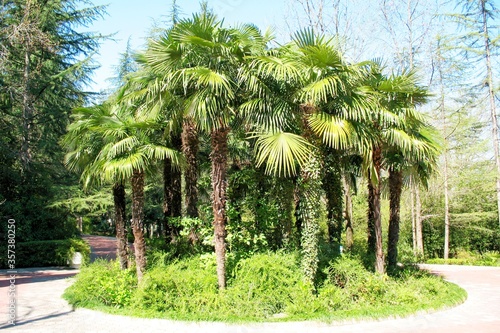 Green beautiful palm trees summer tropics sunny day