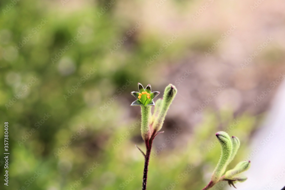 Green Kangaroo Paw (Anigozanthos flavidus) South Australia Green Kangaroo Paw (Anigozanthos flavidus) South Australia