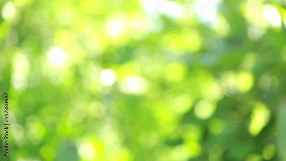 Nature green bokeh sunshine abstract blurred background Nature green bokeh sunshine abstract blurred background