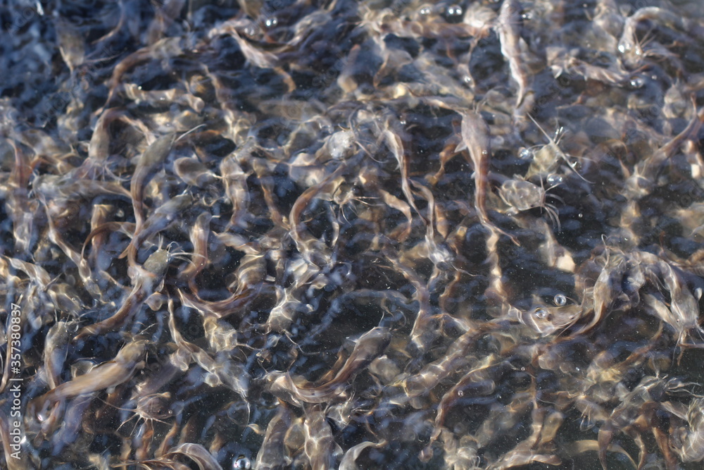 baby catfish in a pond for cattle. catfish for sale in the fish market or  in restaurants Stock Photo