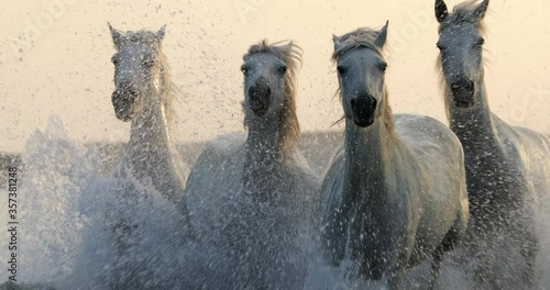Slow motion shot of white horses running while splashing water in sea during sunset - Camargue, France