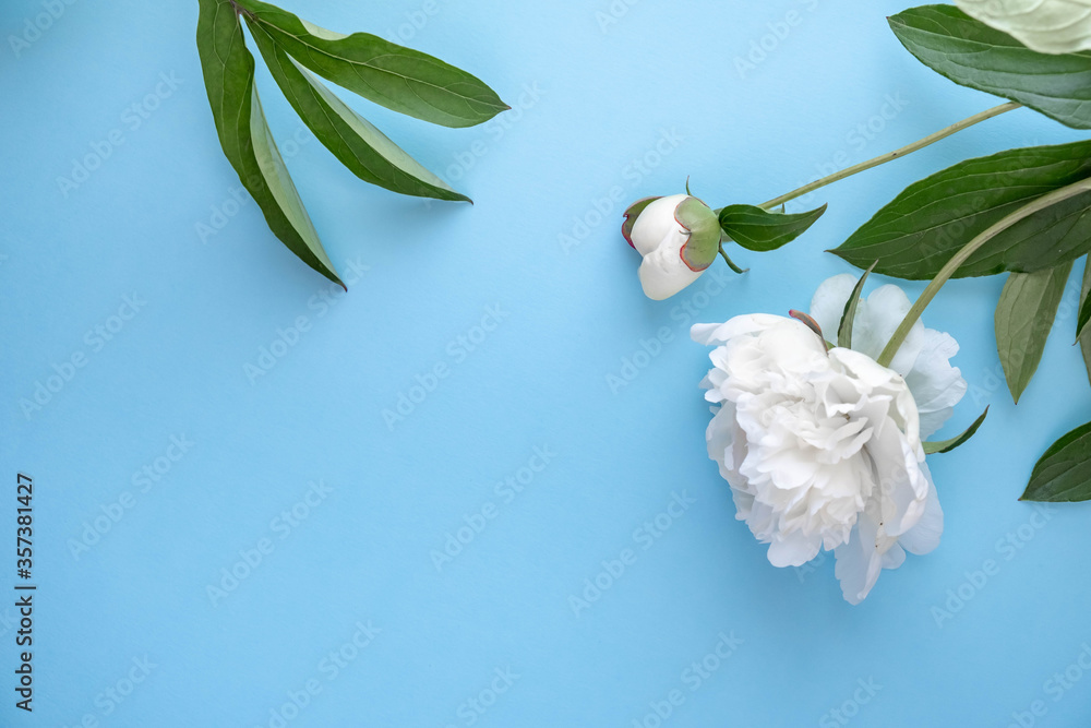 Peony flowers on a blue background. A bouquet of white peonies on blue. Postcard with white peonies.