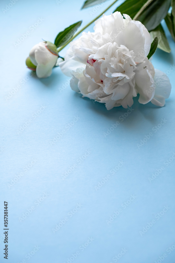 Peony flowers on a blue background. A bouquet of white peonies on blue. Postcard with white peonies. Flowers close up.