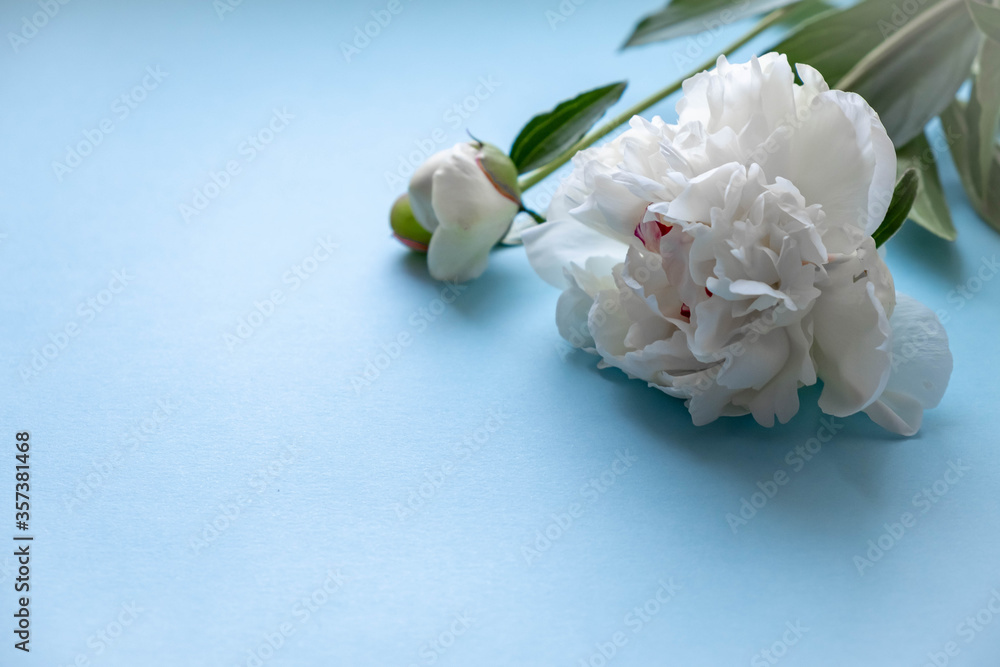 Peony flowers on a blue background. A bouquet of white peonies on blue. Postcard with white peonies. Flowers close up.