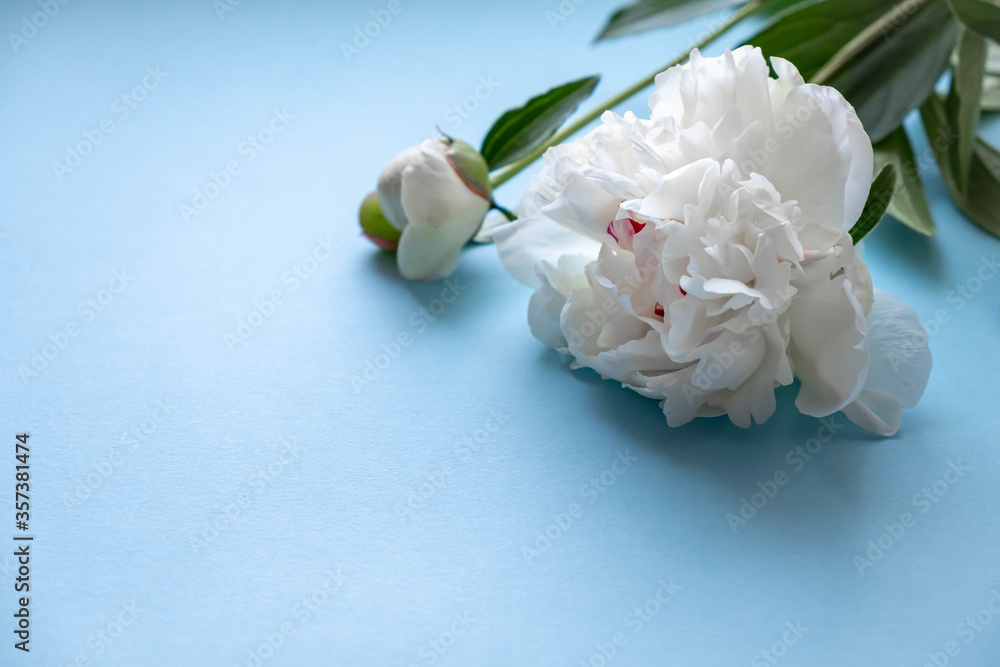 Peony flowers on a blue background. A bouquet of white peonies on blue. Postcard with white peonies. Flowers close up.