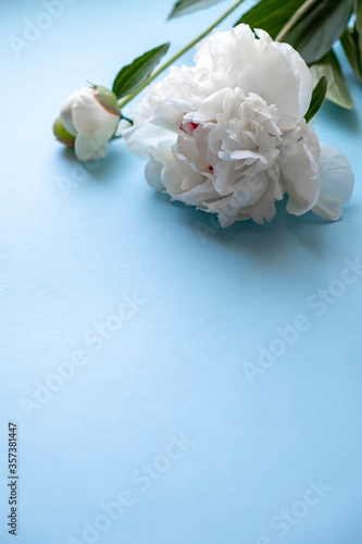 Obraz na płótnie Peony flowers on a blue background. A bouquet of white peonies on blue. Postcard with white peonies. Flowers close up. w salonie