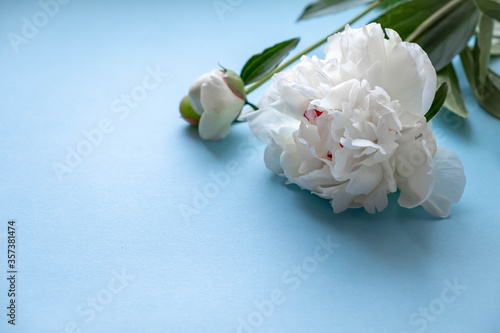 Obraz na płótnie Peony flowers on a blue background. A bouquet of white peonies on blue. Postcard with white peonies. Flowers close up. w salonie