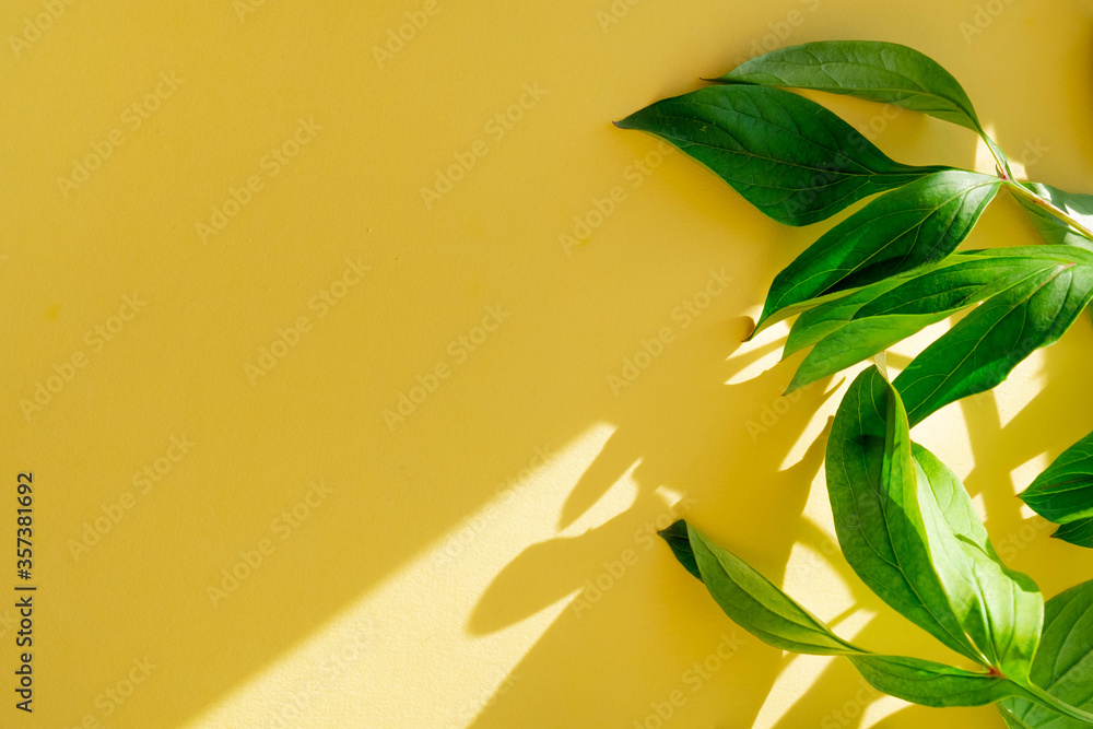 Large green leaves in the sun on a yellow background. Yellow background for text with green leaves.