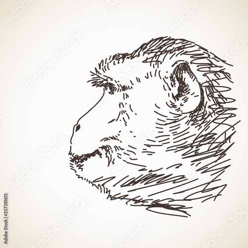 Sketch of monkey head