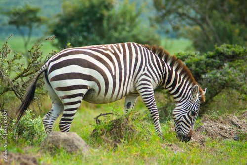 Wild zebra in the bush.