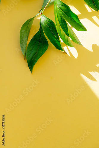 Large green leaves in the sun on a yellow background.  Yellow background for text with green leaves.