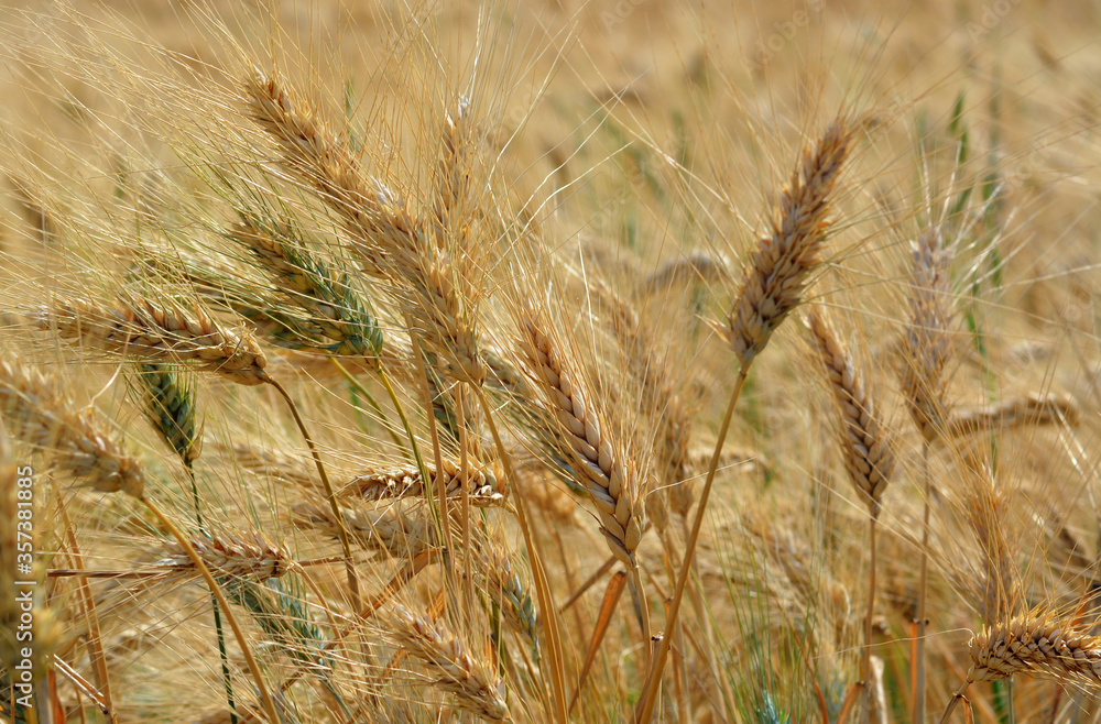 Detail of golden wheat in a field. Detail of golden wheat in a field.