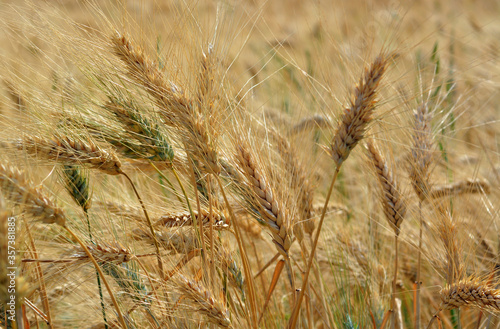 Detail of golden wheat in a field.