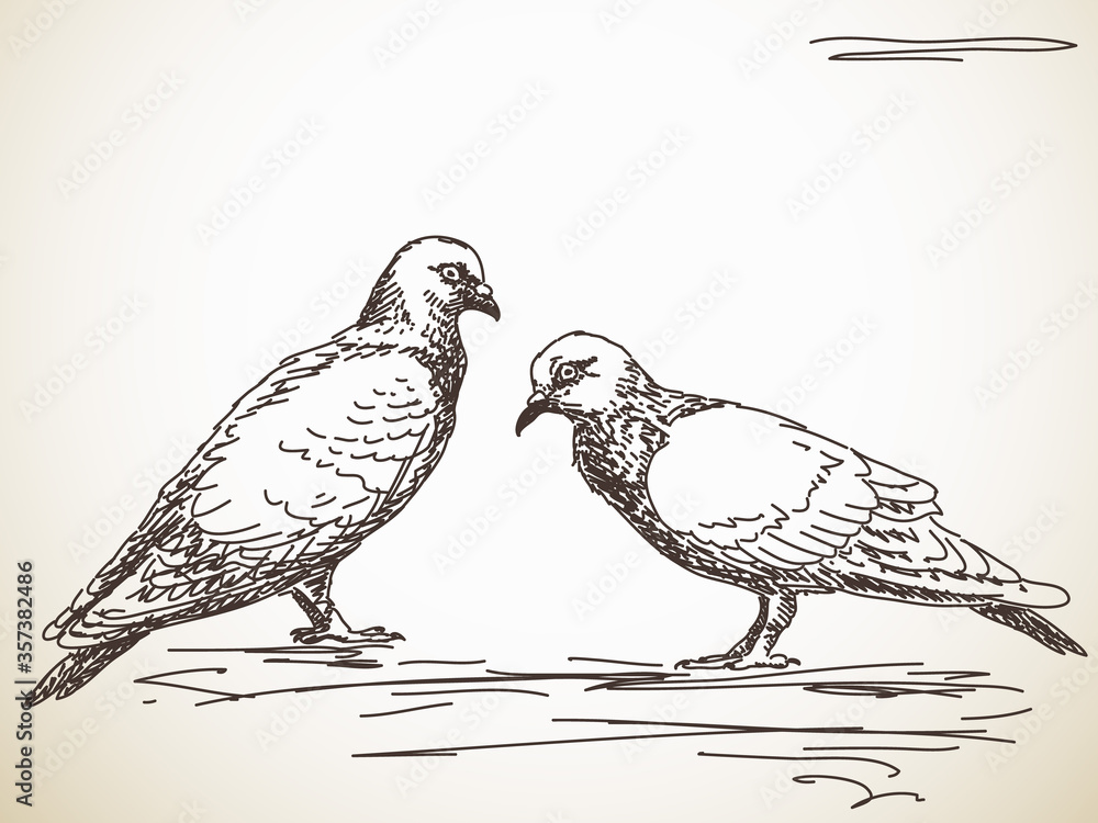 Fototapeta premium Dove bird