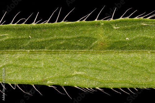 Canadian Fleabane (Conyza canadensis). Leaf Detail Closeup photo