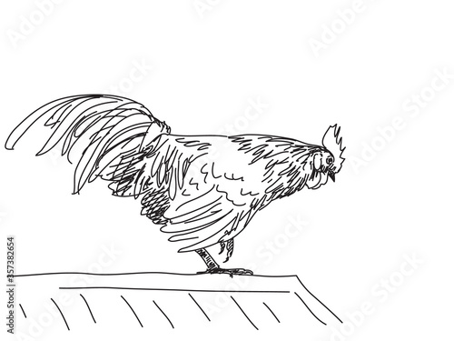 Sketch of rooster