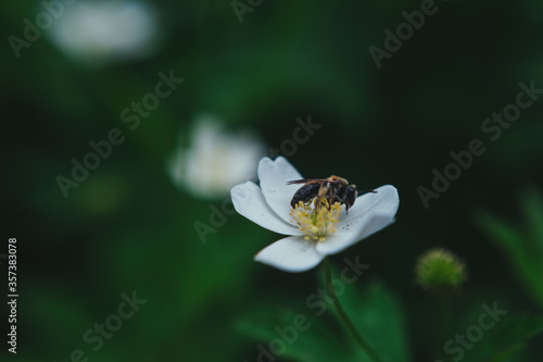  a wasp collects pollen from a strawberry flower. Wasp collecting pollen from a small white flower