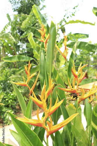 Beautiful tropical heliconia parrot flower in the garden photo