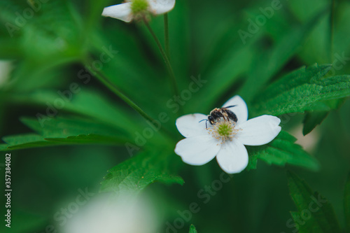  a wasp collects pollen from a strawberry flower. Wasp collecting pollen from a small white flower photo