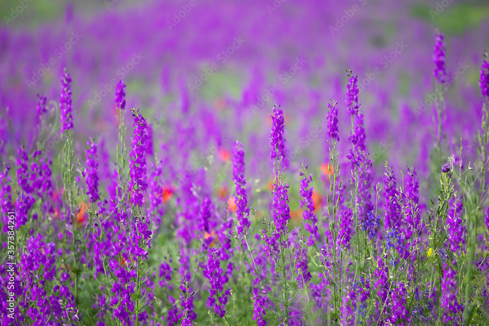 Naklejka premium Beautiful summer meadow of purple flowers