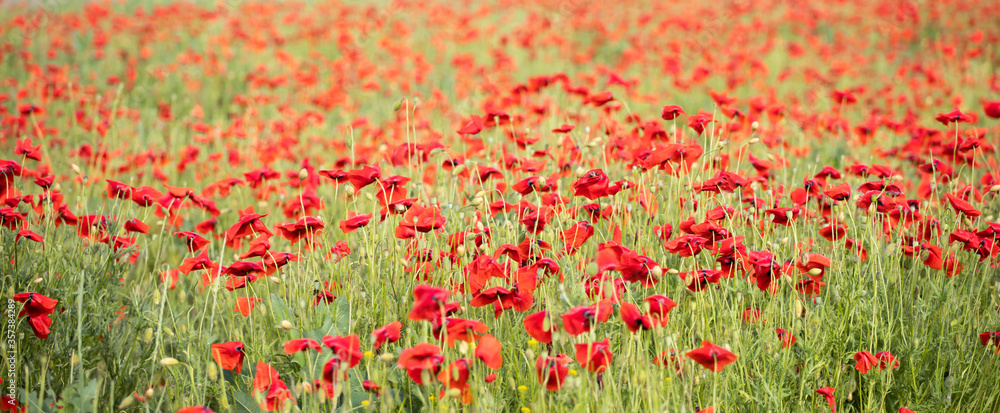 Poppy flowers in the sun.