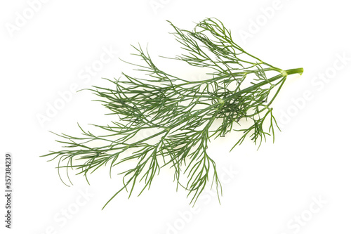 Fresh green dill herb branch