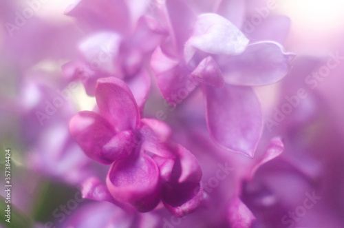 flowering purple lilac, purple lilac flowers close-up , background with lilac © Oleg