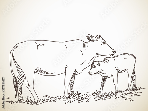 cow and calf
