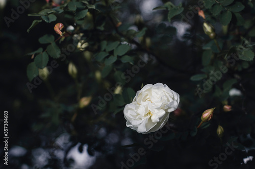 Tea roses. Blooming tea rose. White rose in a dark key.