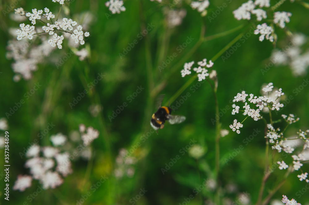 a bee collects pollen from a anthriscus sylvestris. bee collecting pollen from a small white flower a bee collects pollen from a anthriscus sylvestris. bee collecting pollen from a small white flower