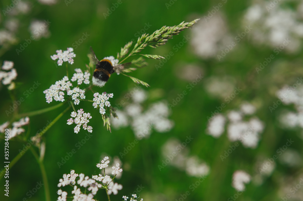 a bee collects pollen from a anthriscus sylvestris. bee collecting pollen from a small white flower a bee collects pollen from a anthriscus sylvestris. bee collecting pollen from a small white flower