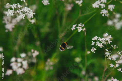  a bee collects pollen from a anthriscus sylvestris. bee collecting pollen from a small white flower © sun_house_ann