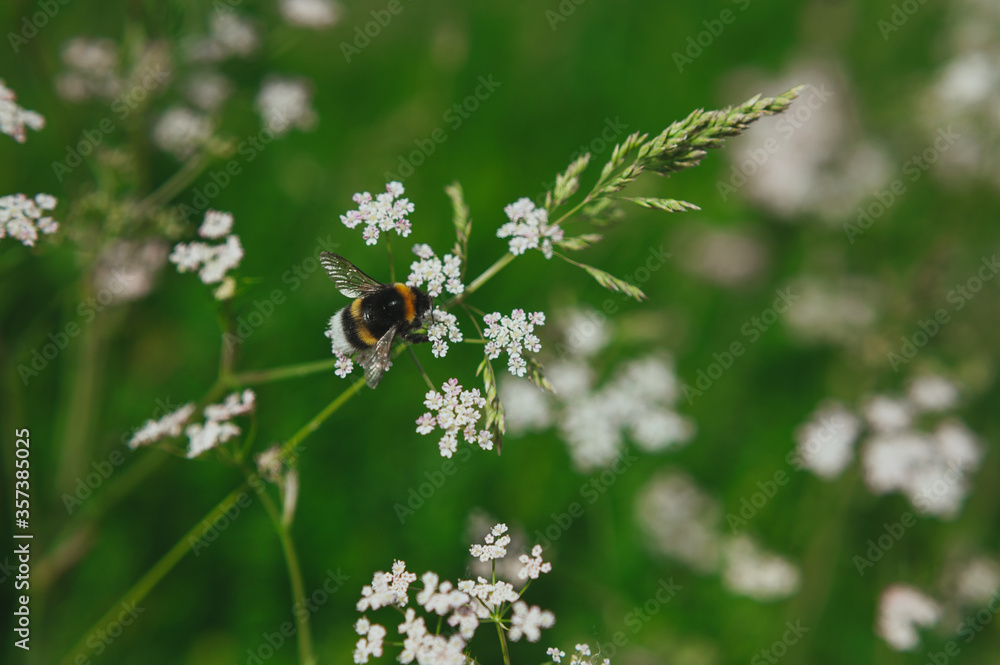 a bee collects pollen from a anthriscus sylvestris. bee collecting pollen from a small white flower a bee collects pollen from a anthriscus sylvestris. bee collecting pollen from a small white flower