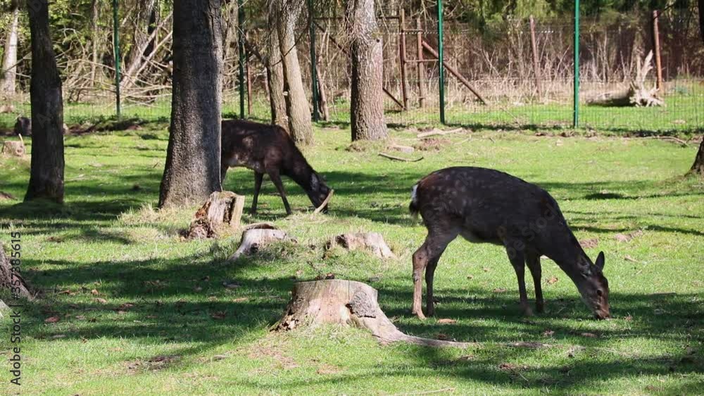 Sika deer walk on the lawn in the forest. wildlife. Sika deer walk on the lawn in the forest. wildlife.