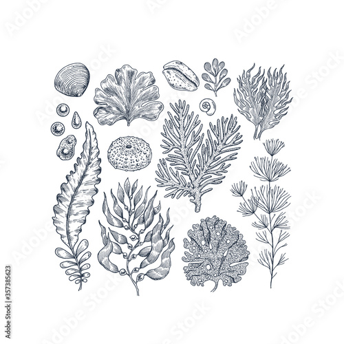 Seaweed collection. Engraved vintage sea plants, shells, pearls. Vector illustration