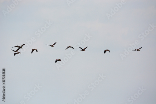a flock of Lesser Whistling Duck is flying