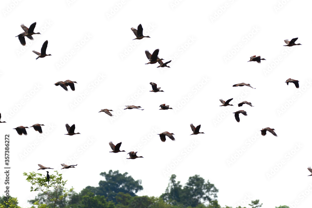 a flock of Lesser Whistling Duck is flying a flock of Lesser Whistling Duck is flying