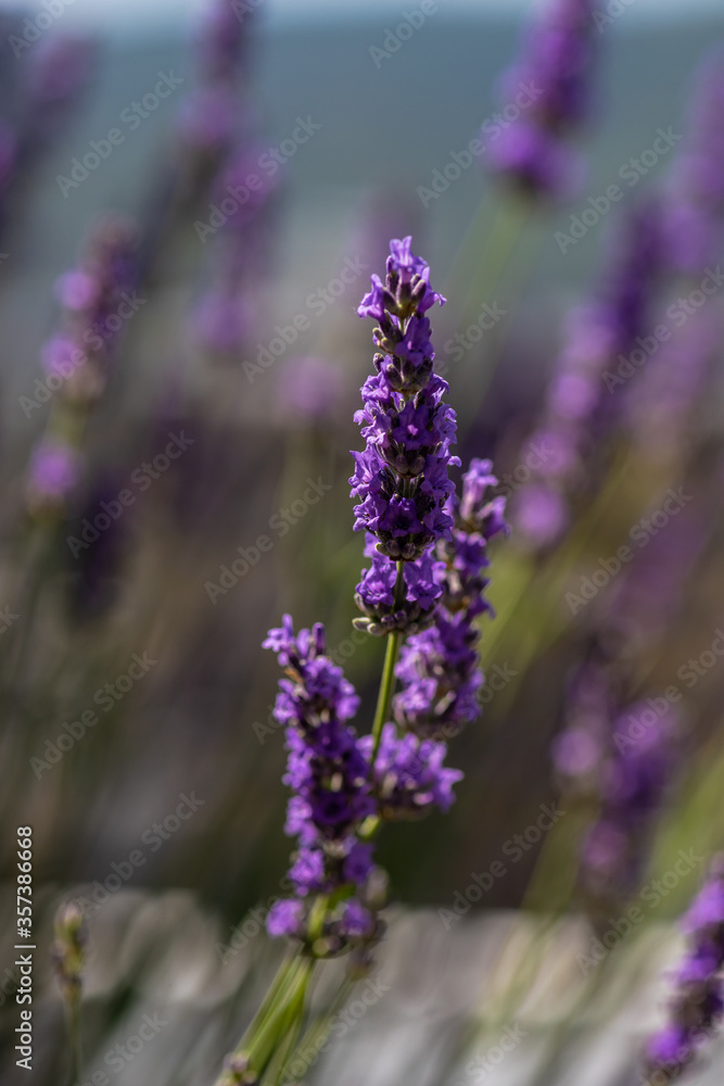 Flowering Lavandula plant in a summer garden Flowering Lavandula plant in a summer garden