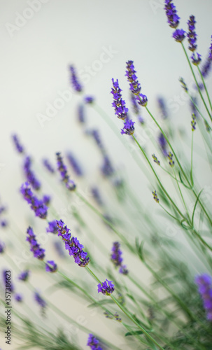 Flowering Lavandula plant in a summer garden