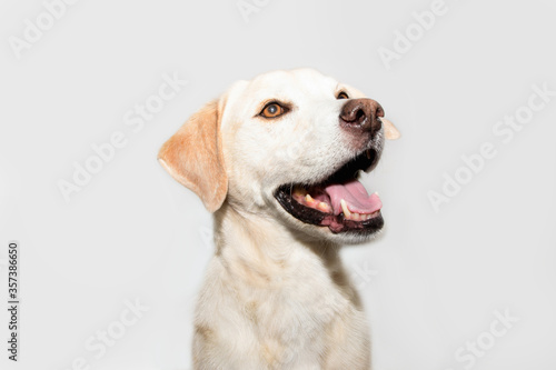 Profile happy labrador dog. Isolated on white background.