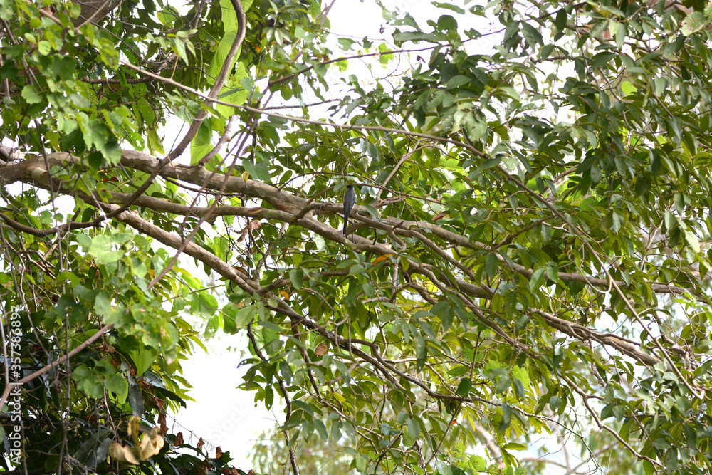 Ashy Minivet is on a tree branch Ashy Minivet is on a tree branch